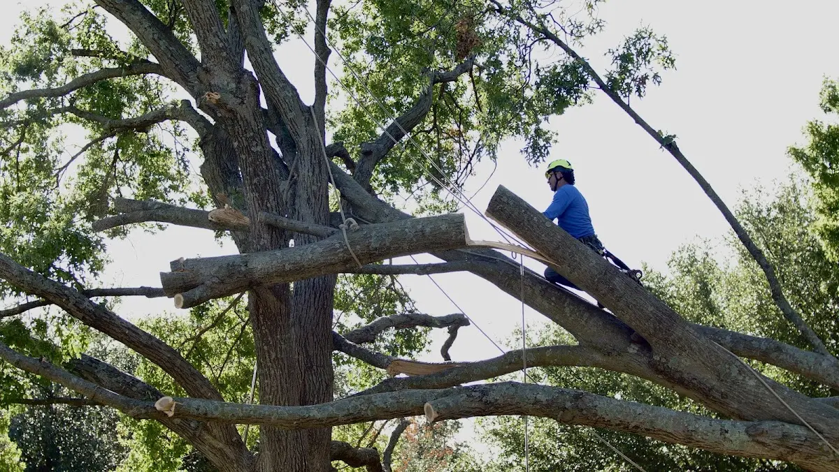 Professional Hazardous Tree Removal performed by certified arborists in Morrill